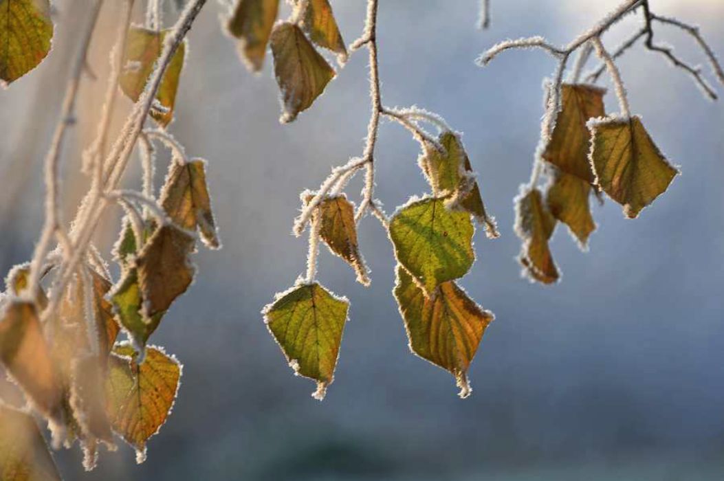 Nom de l'image : D2200705_1_(c)Norbert-JUNG — Description :